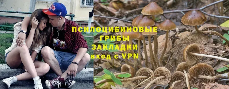 блэк спрут ТОР  Кадников  Псилоцибиновые грибы MAGIC MUSHROOMS 